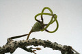 ceropegia armandii 9656