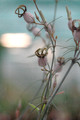 ceropegia dimorpha 01