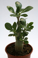 adenium multiflorum 15cm 9532