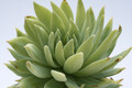 dudleya greenei 7920