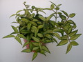 hoya bella louise buis 4017