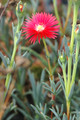 lampranthus rot 05