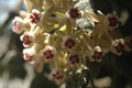 hoya curtisii 11