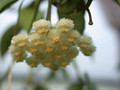 hoya lacunosa 4055 01