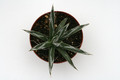 agave toumeyana 8807