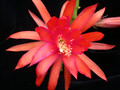 aporocactus evita01