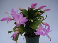 schlumbergera thor pandora 1559