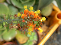 bulbine alooides3