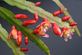 pfeiffera boliviana 0132