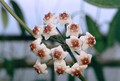 hoya obovata aff 8872 sulawesi 00