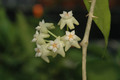 hoya parasitica india 07