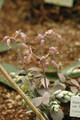 kalanchoe fedtschenkoi 03