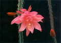 aporocactus myrna corbett