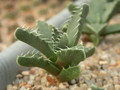 faucaria tuberculosa 09