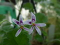 pelargonium iocastrum ipps9691 02