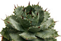 agave verschaffeltii 0391