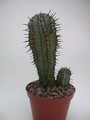 euphorbia horrida noorsveldensis 1336