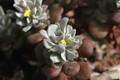 sedum spatulifolium purpur 01