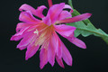 eh perseus 8351 3066