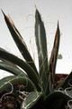 agave polianthiflora 0146