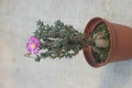 delosperma minima 1709