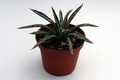 agave polianthiflora 0144