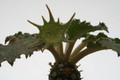 dorstenia crispa 9954