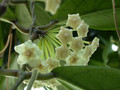hoya arnottiana 02