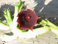 huernia keniensis kleinbl zacher 03