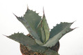 agave shrevei magna 8609