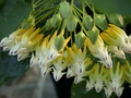 hoya multiflora 03