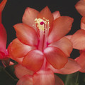 schlumbergera sunset dancer 555