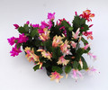 schlumbergera sorten 05a