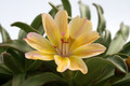 lewisia longipetala little peach 9219
