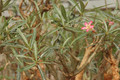 adenium somalense 13