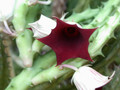 huernia oculata damaialand evtl. keniensis 03