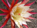 epicactus 1119 0587