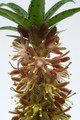 eucomis vandermerwei 2460