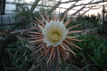 selenicereus grandiflorus aufbluehen 1443