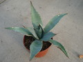 agave sebastiana 4888