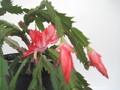 schlumbergera pasadena 7685