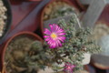 delosperma minima 1706