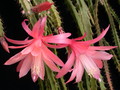 aporocactus myrna corbett 981261