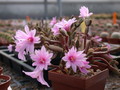 rhipsalidopsis rosea 5320