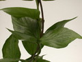 hoya polyneura 3935