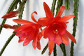 aporocactus oaklight 6617