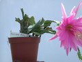 eh thousend pinks 9450 345