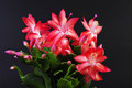 schlumbergera jolly dancer 004