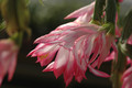 schlumbergera ruth day 8187