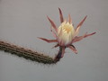 nyctocereus hirschtianus 41
